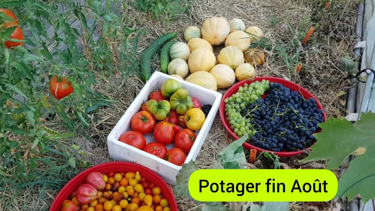 Visite au potager, une belle récolte malgré la sécheresse 2022