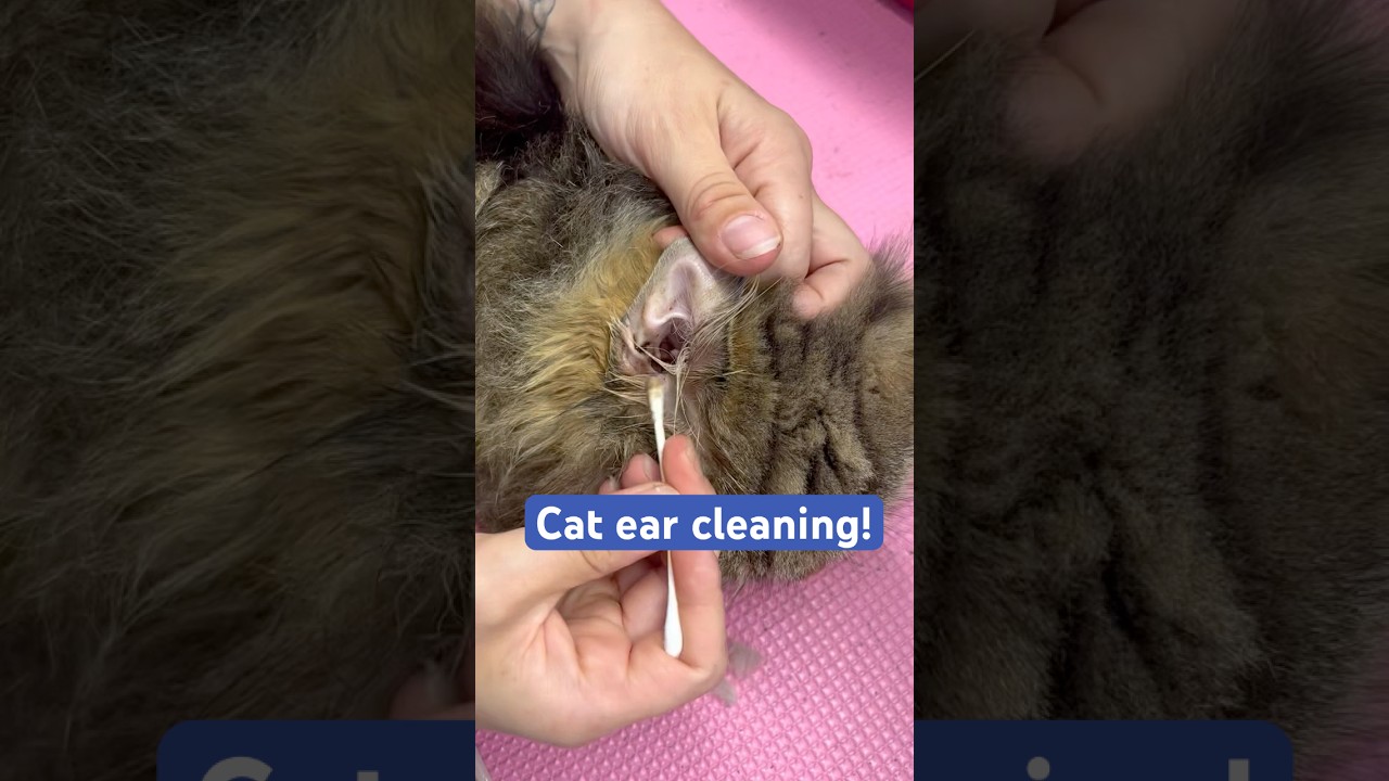 Ear clean on a cat #earwaxremoval #earcleaning #cleantok #catshorts