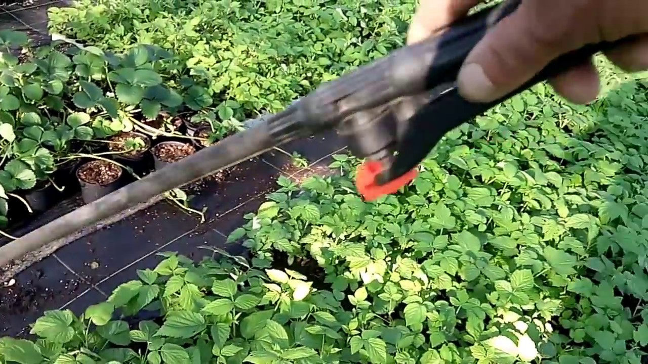 Размножение малины крапивкой  подведение итогов