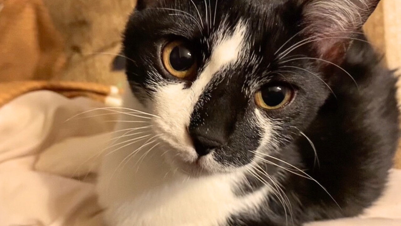お顔もお声も行動も、全部かわいい猫達