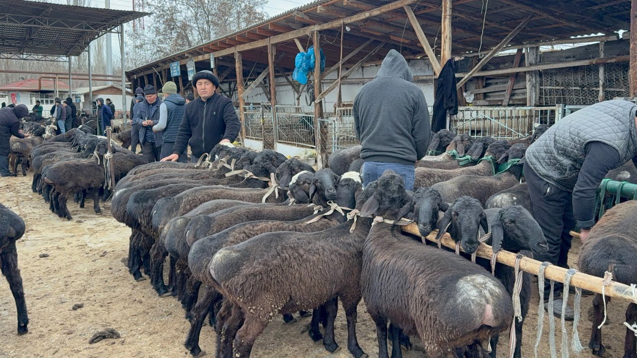 QUQON QUY BOZORI QUYLAR UTA SEROP SESHANBA 10 03 2026 