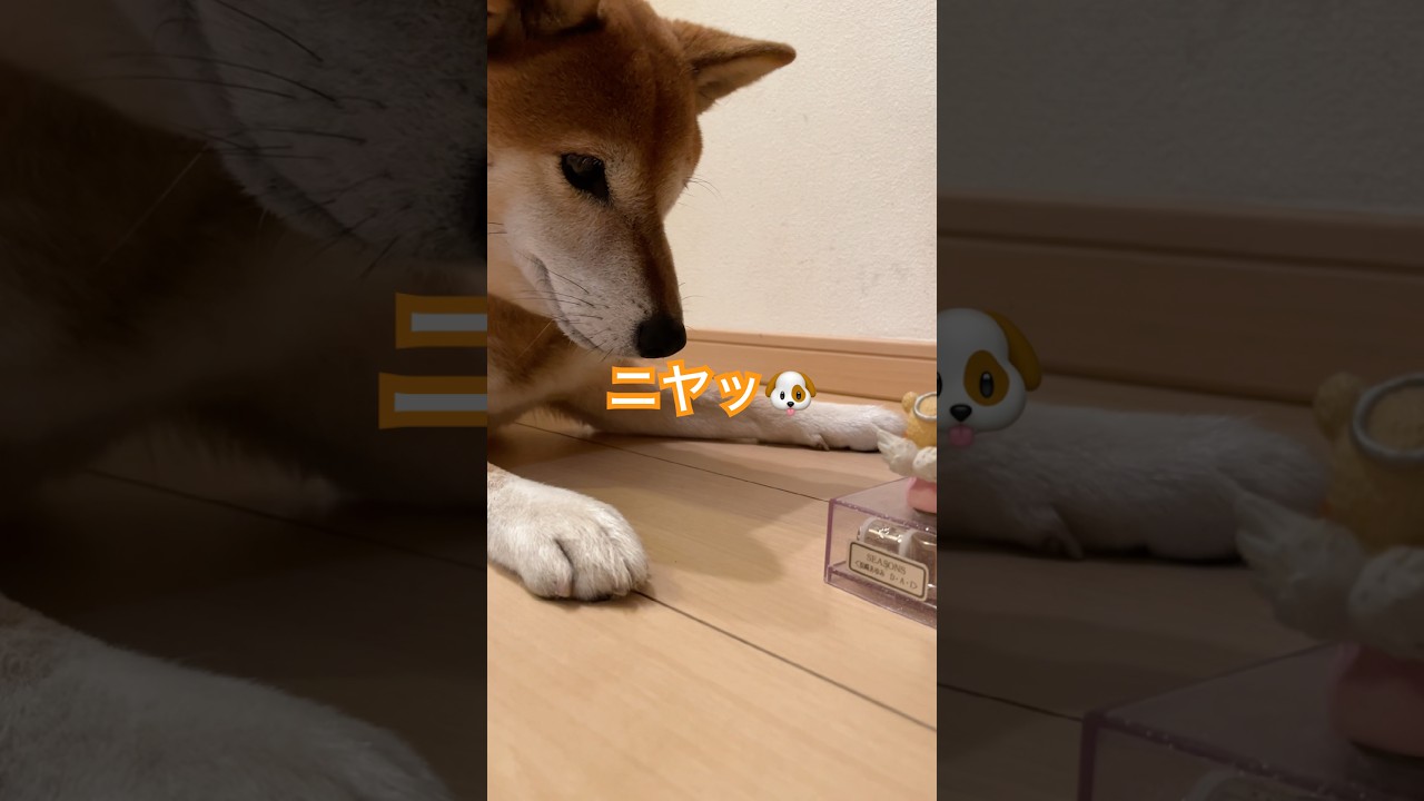 ニヤッと笑う柴犬が可愛い🐶🩷#柴犬 #shorts