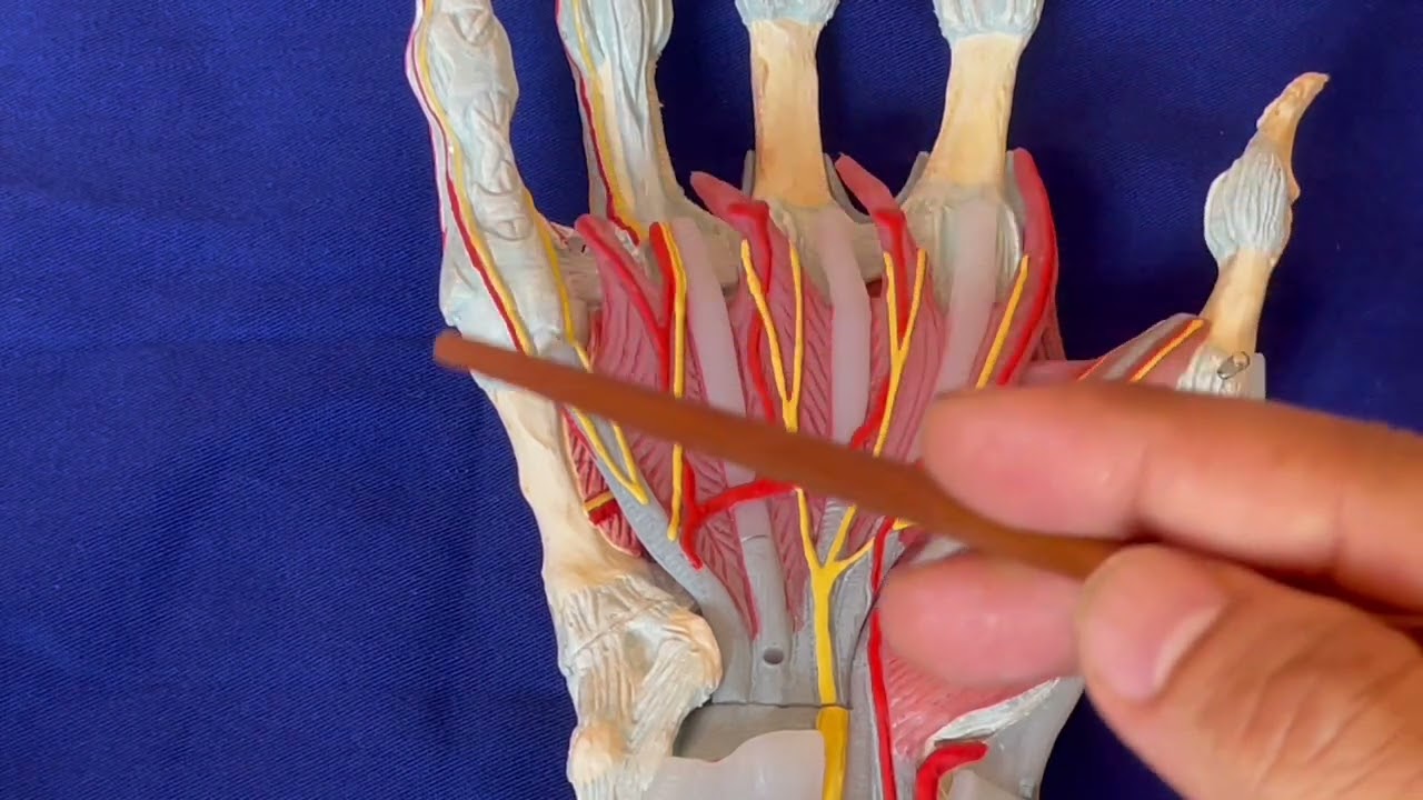 ANATOMIE FMPM LA MAIN  (Partie 1)