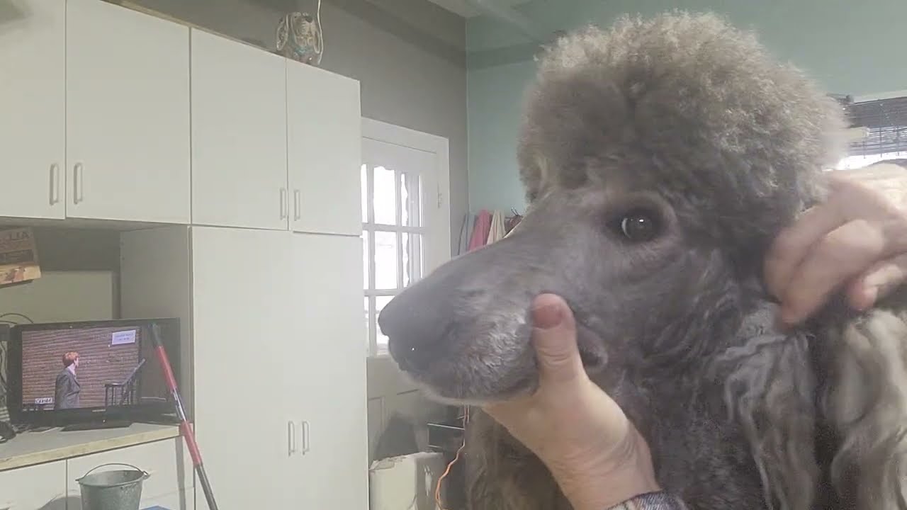Plucking Ears, starring Sprucey Man