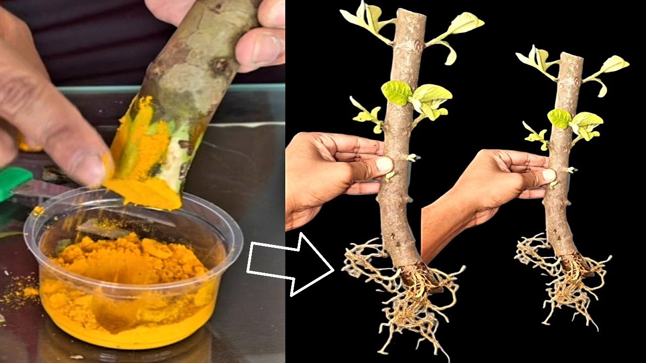 How To Grow Guava Tree Big Cutting Easy Techniques | How To Grow Guava Tree From Cutting