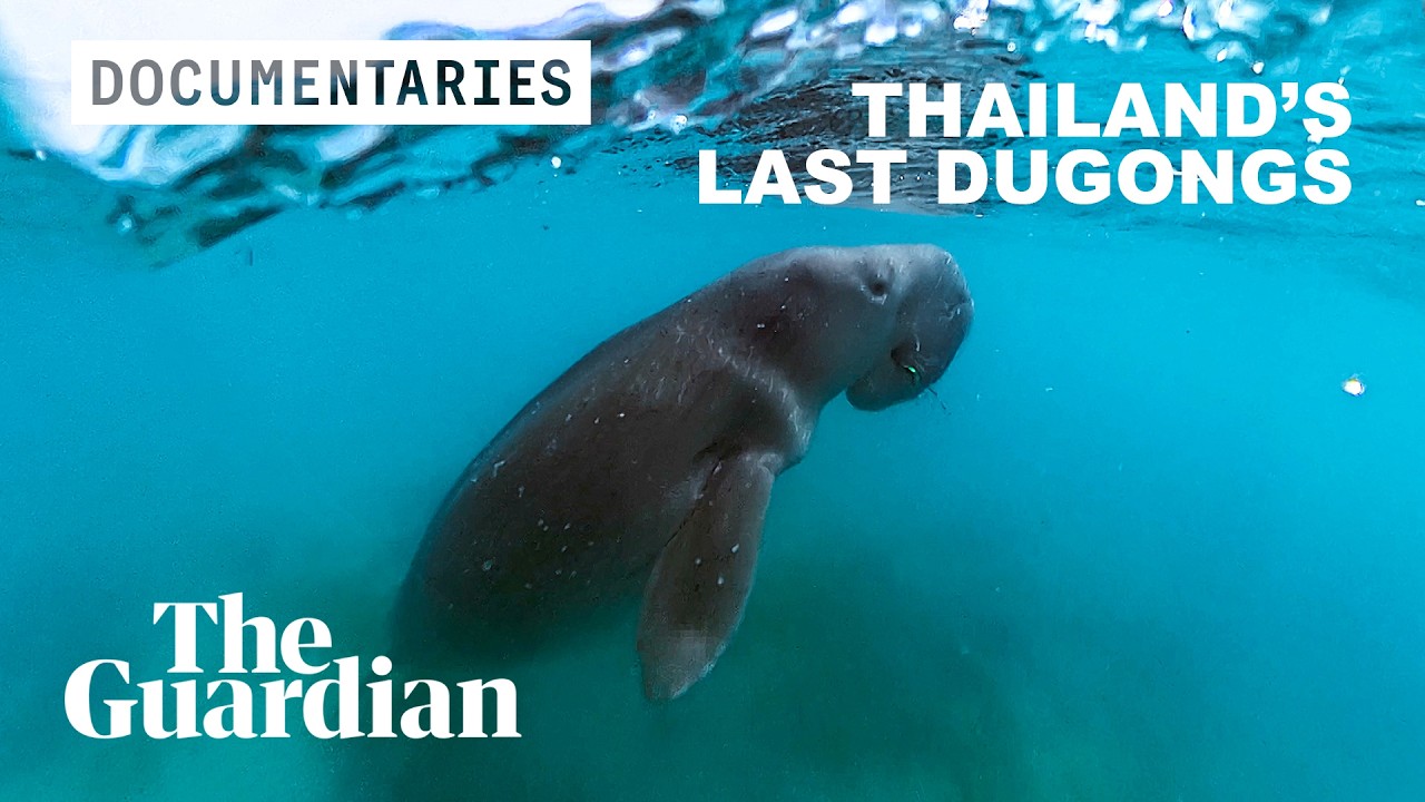The influencer racing to save Thailand’s most endangered sea mammal | Documentary