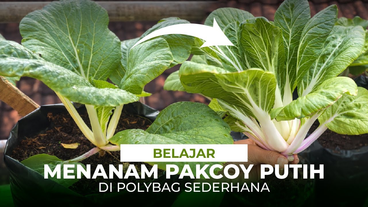 Cara menanam white pakcoy dipolybag