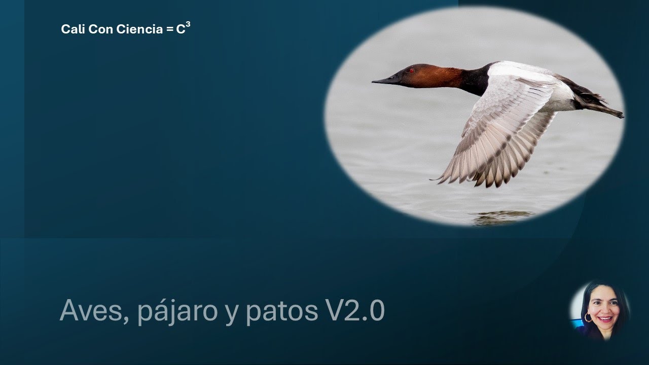 Aves, pájaros y patos V2.'0