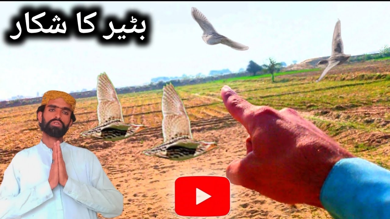 سب سے اچھا بٹیر کا شکار 🤔 اج کا سیزن 
