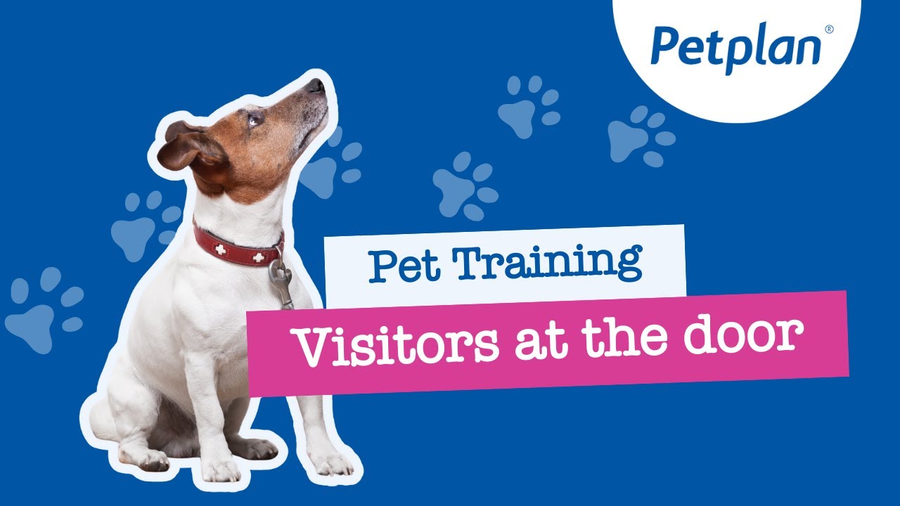 How to House Train a Dog  - Petplan