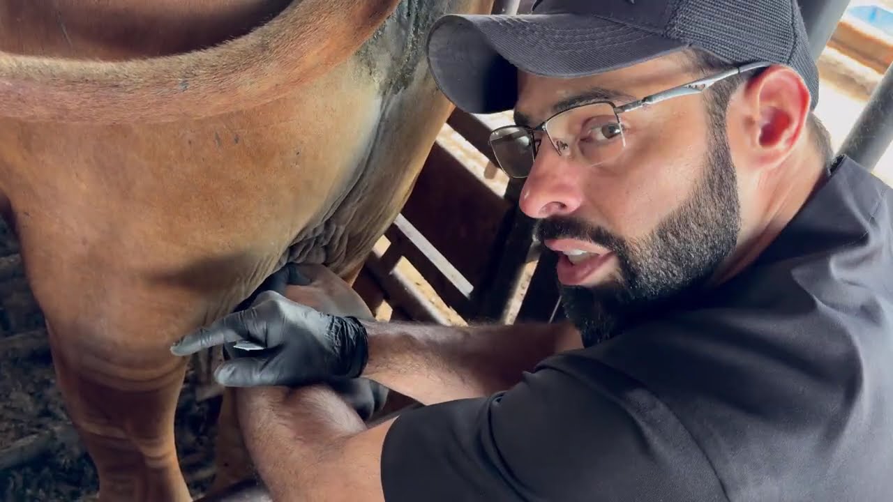 Castra&ccedil;&atilde;o de Bovinos (Parte 2): Bloqueio Local e T&eacute;cnicas de Incis&atilde;o na Pr&aacute;tica - Vet de Campo