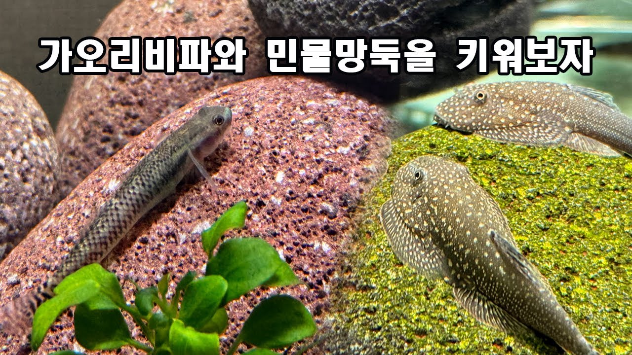 가오리비파와 고비(민물망둑)  수조셋팅하기. Hillstream Loach with Goby River Tank Setup