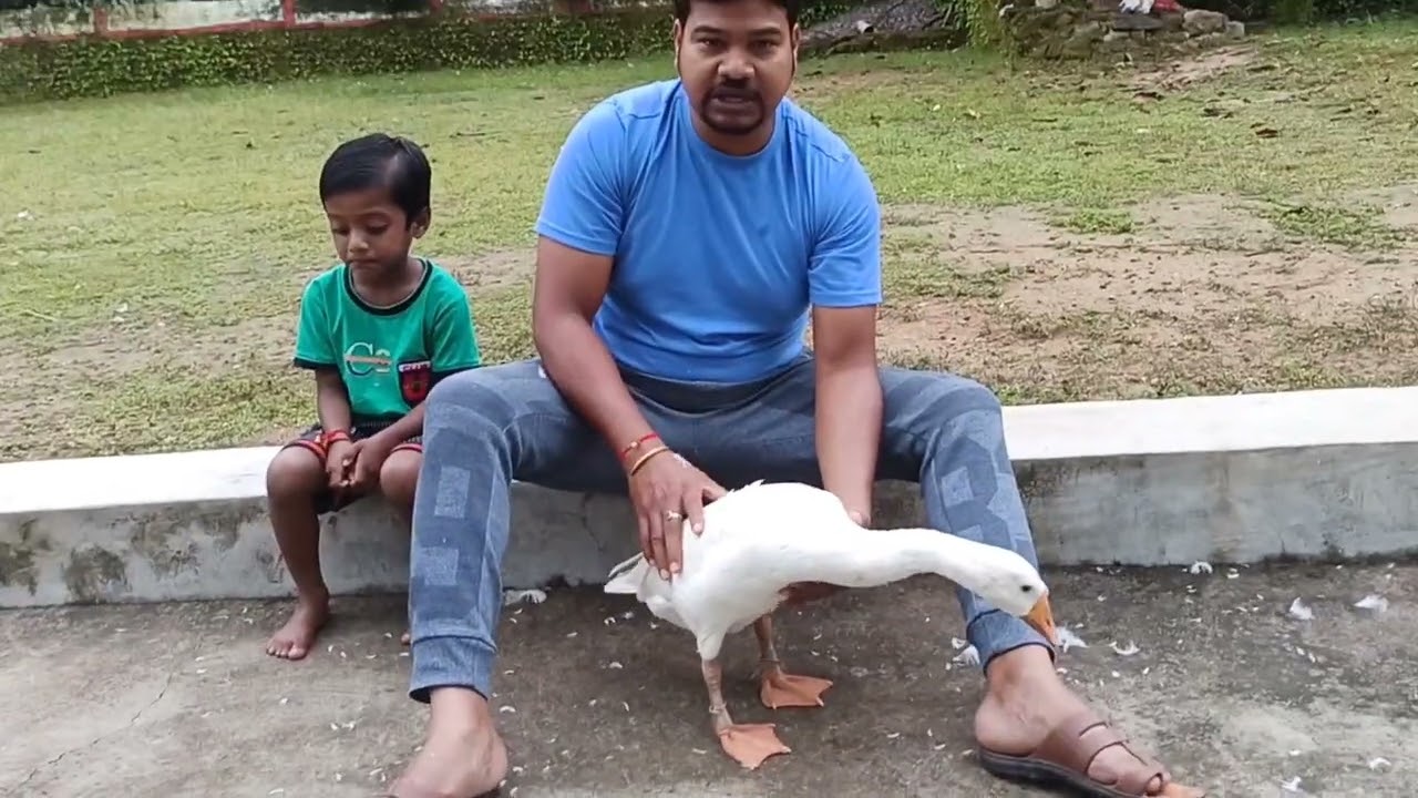 male or female. मेल और फीमेल की पहचान कैसे करें। #rajhans #hans #farming