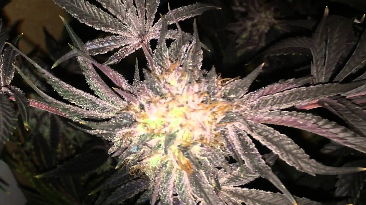 Thin mint cookies harvest day
