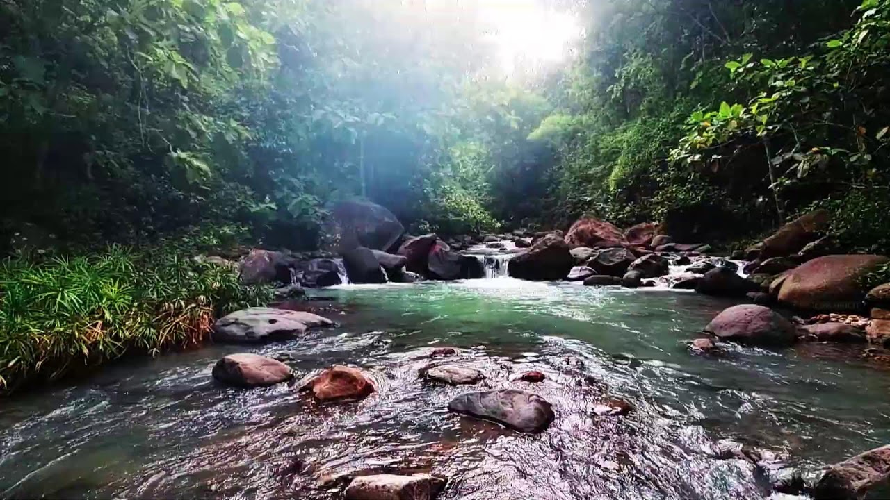 Peaceful River Flow with Chirping Birds ASMR: Natural White Noise for Rest Meditation & Studying