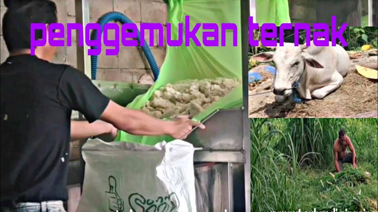PENGGEMUKAN TERNAK DENGAN AMPAS TAHU LEBIH CEPAT