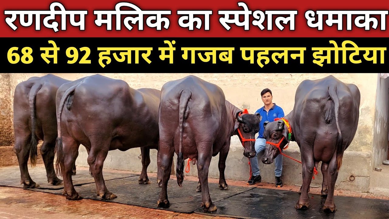 रणदीप मलिक का स्पेशल धमाका, 68 से 92 हजार में खरीदे गजब पहलन झोटिया (9817131733)