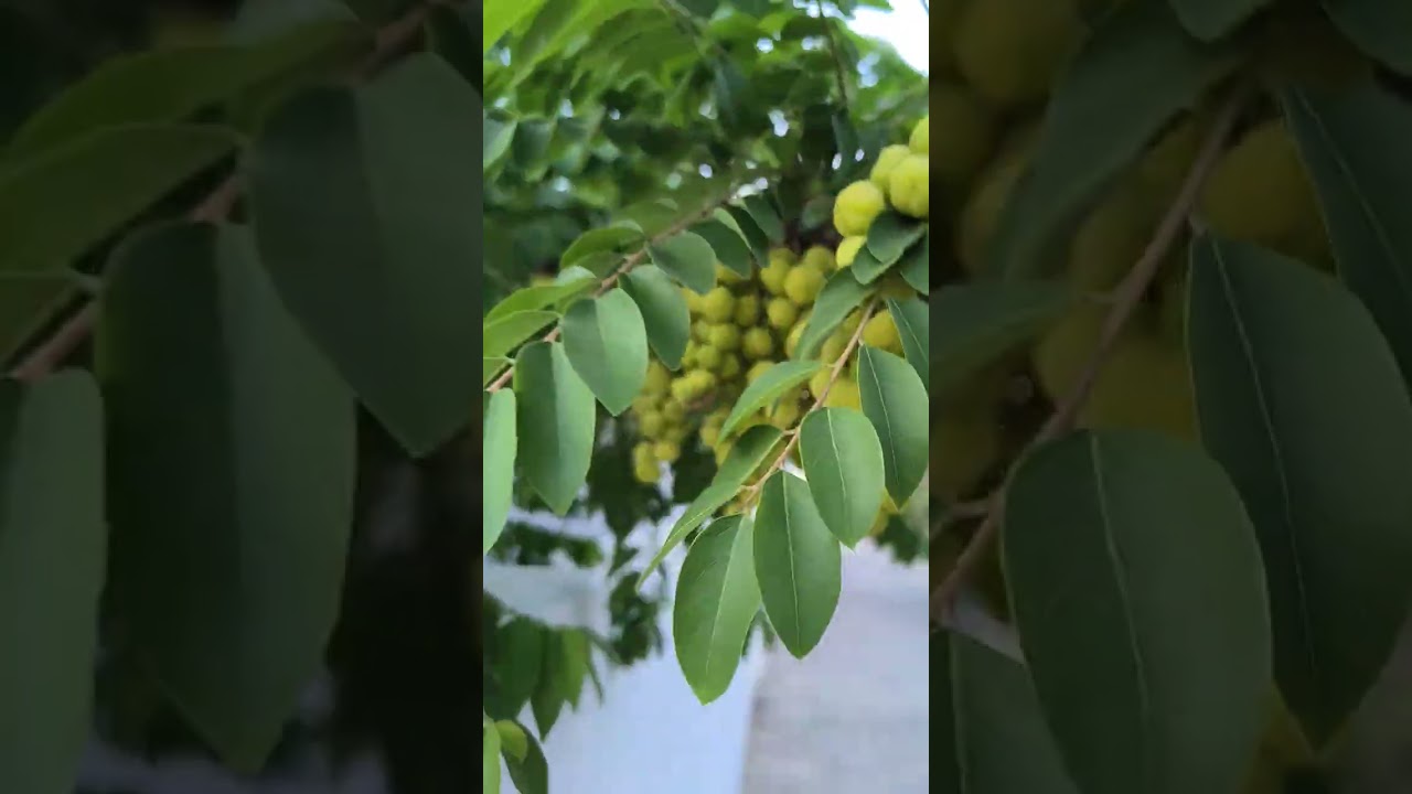 வாங்க அண்ணன் வீட்டு நெல்லிக்காய் மரத்தை பார்க்கலாம்