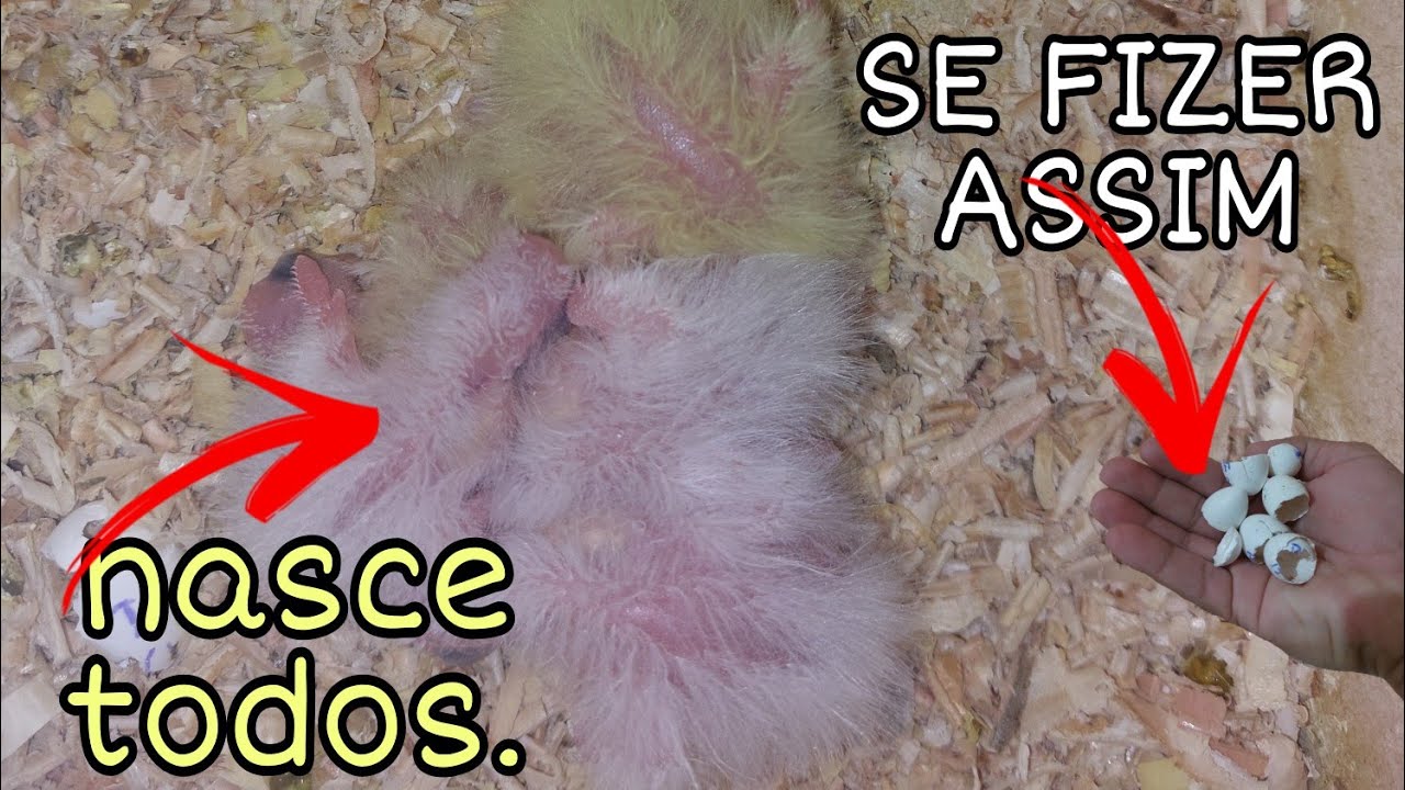 QUANTO TEMPO POSSO DEIXAR OS OVOS FORA DO NINHO PARA FAZER MANEJO? EU FIZ O TESTE PARA VOCÊS.