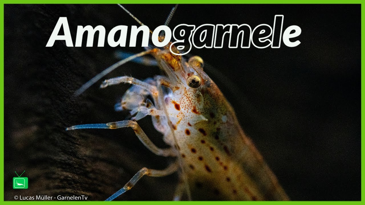 AMANOGARNELE | ALLES ÜBER DIE AMANOGARNELE  | Portrait | caridina multidentata |GarnelenTv