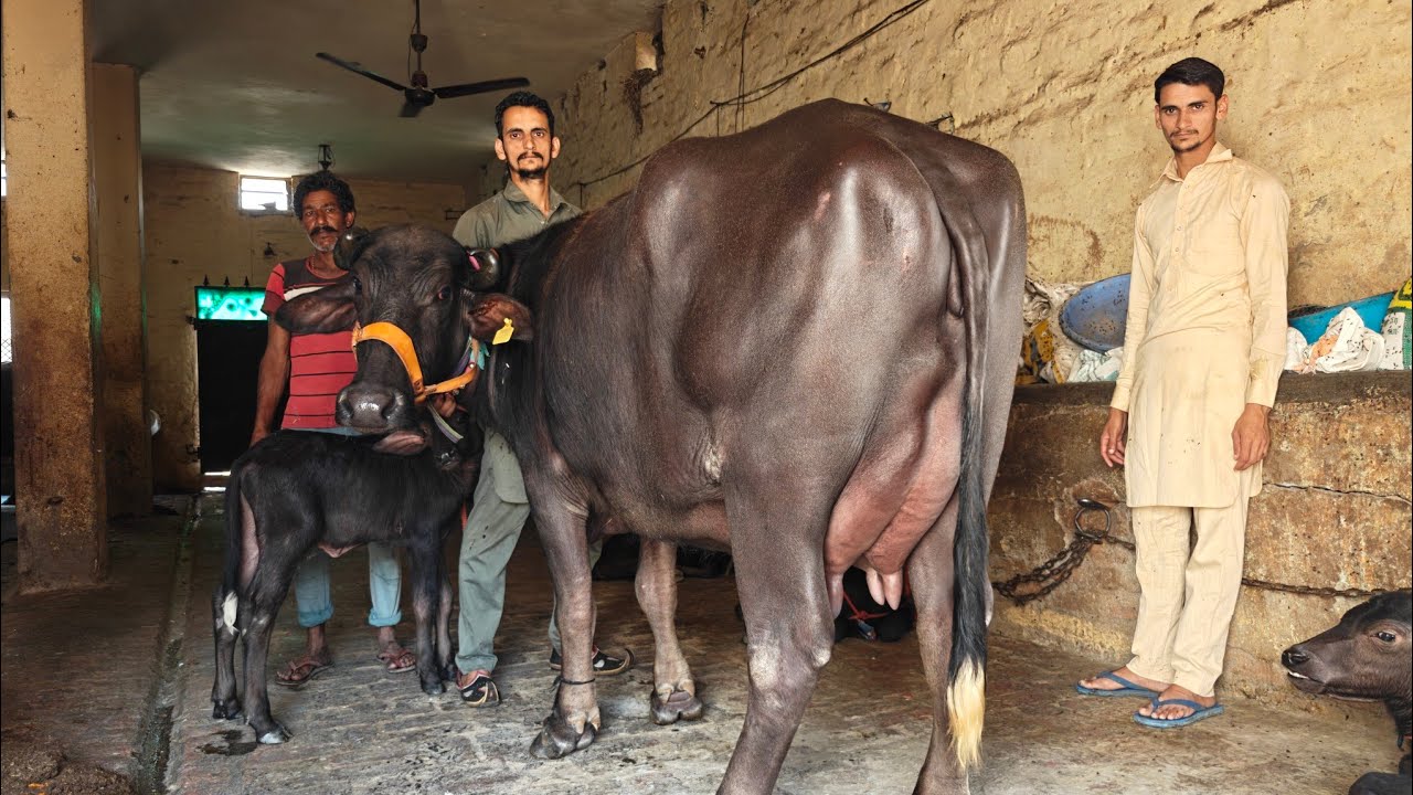 10 ਮੱਝਾਂ ਸਨੀ ਬੱਧਨੀ ਖੁਰਦ ਵਾਲੇ ਕੋਲ, 10 Buffaloes for sale