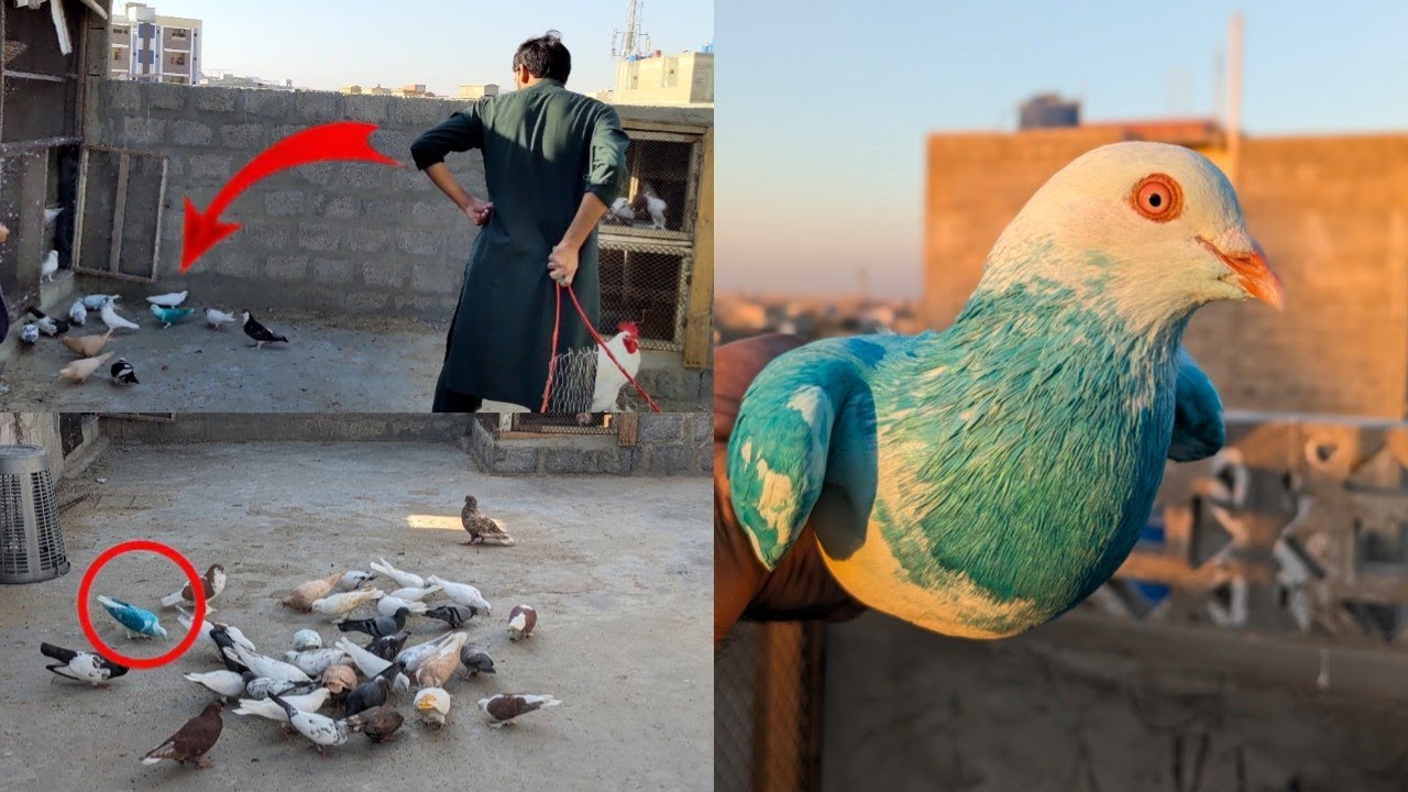 Kabootar ko pakdane ki tric 😍 How to check pigeon #aseelchicks #petsvlog #aseelmurga