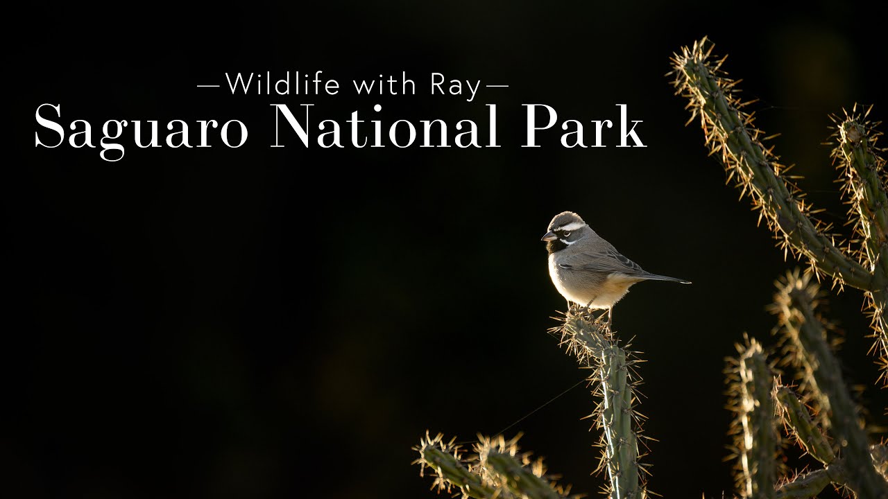 Wildlife with Ray - Saguaro National Park