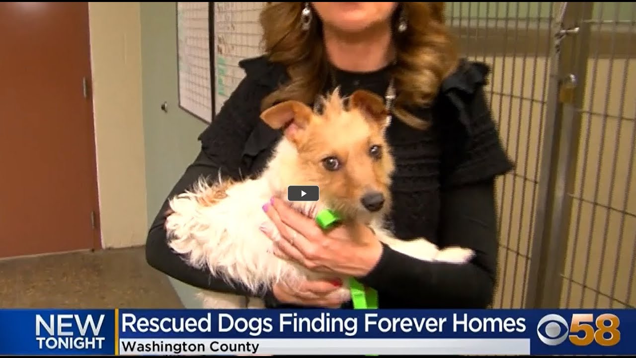 #CBS58 4-10-23 Dogs Ready for Adoption