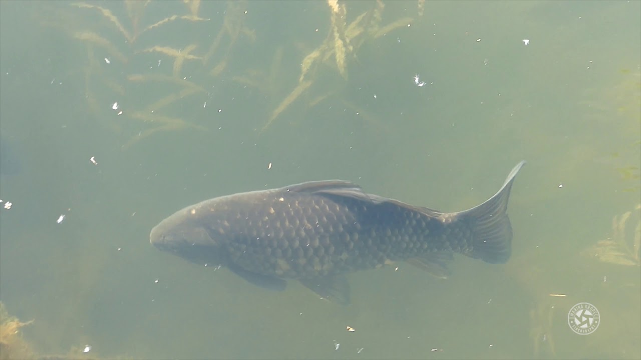 Prussian carp spawning (Spring 2019)