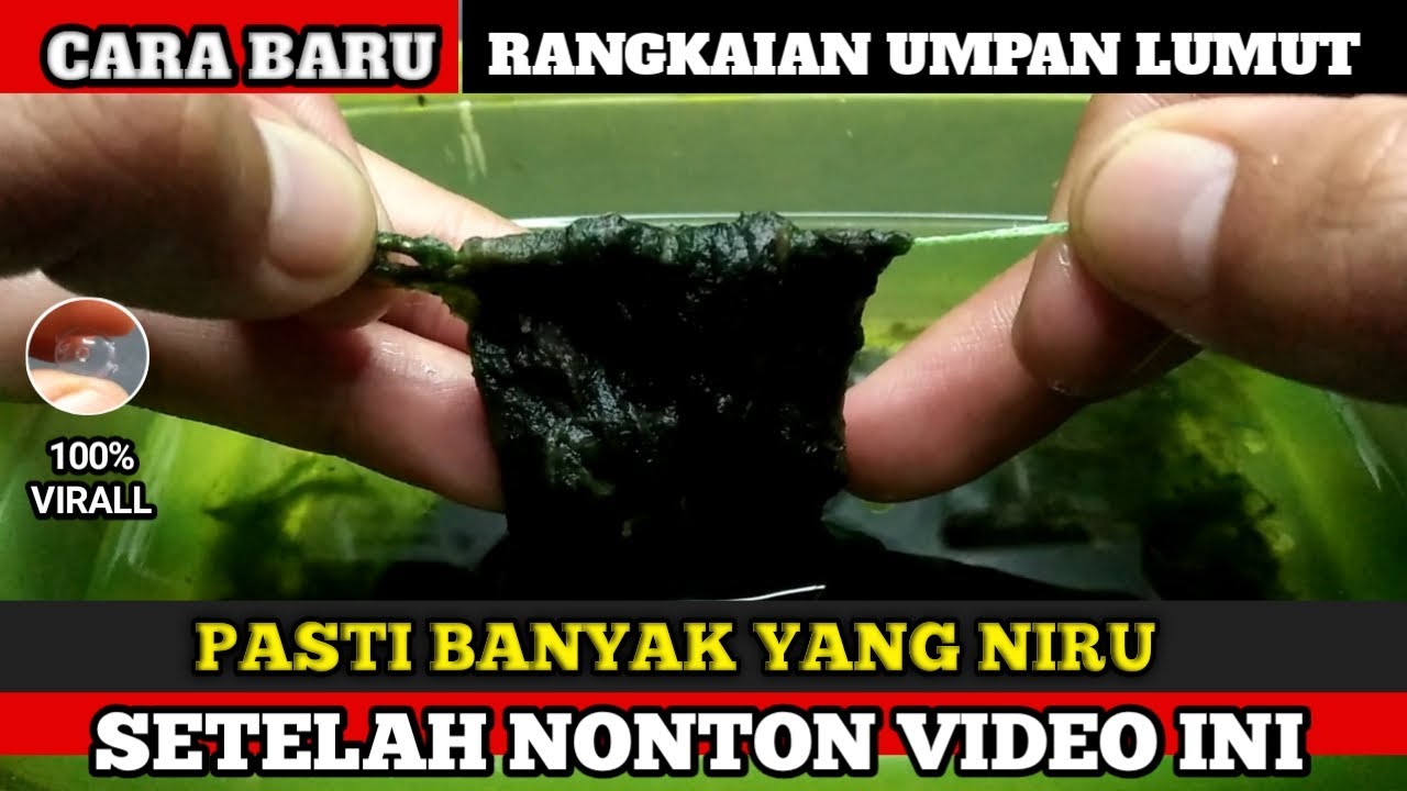 PASTI BANYAK YANG NIRU TRIK CARA MEMBUAT RANGKAIAN PANCING NILA UMPAN LUMUT SUPER LENGKET