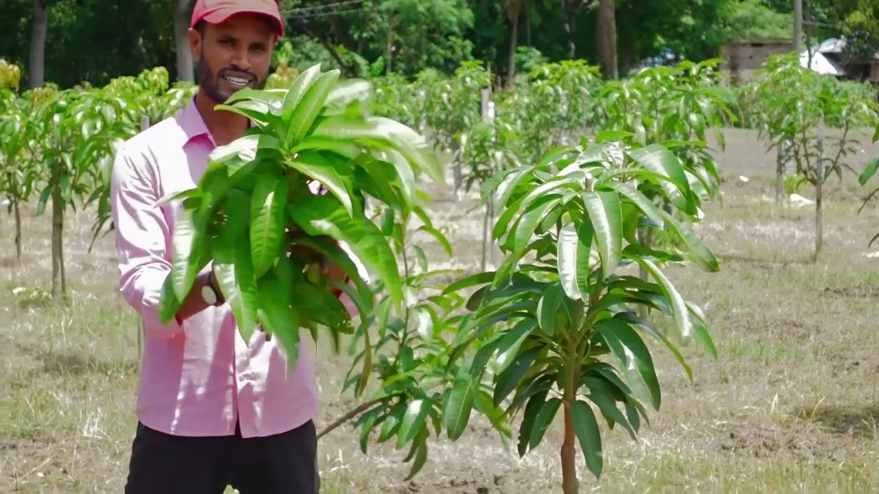 ঝোপালো পদ্ধতিতে আম চাষ,,,,,