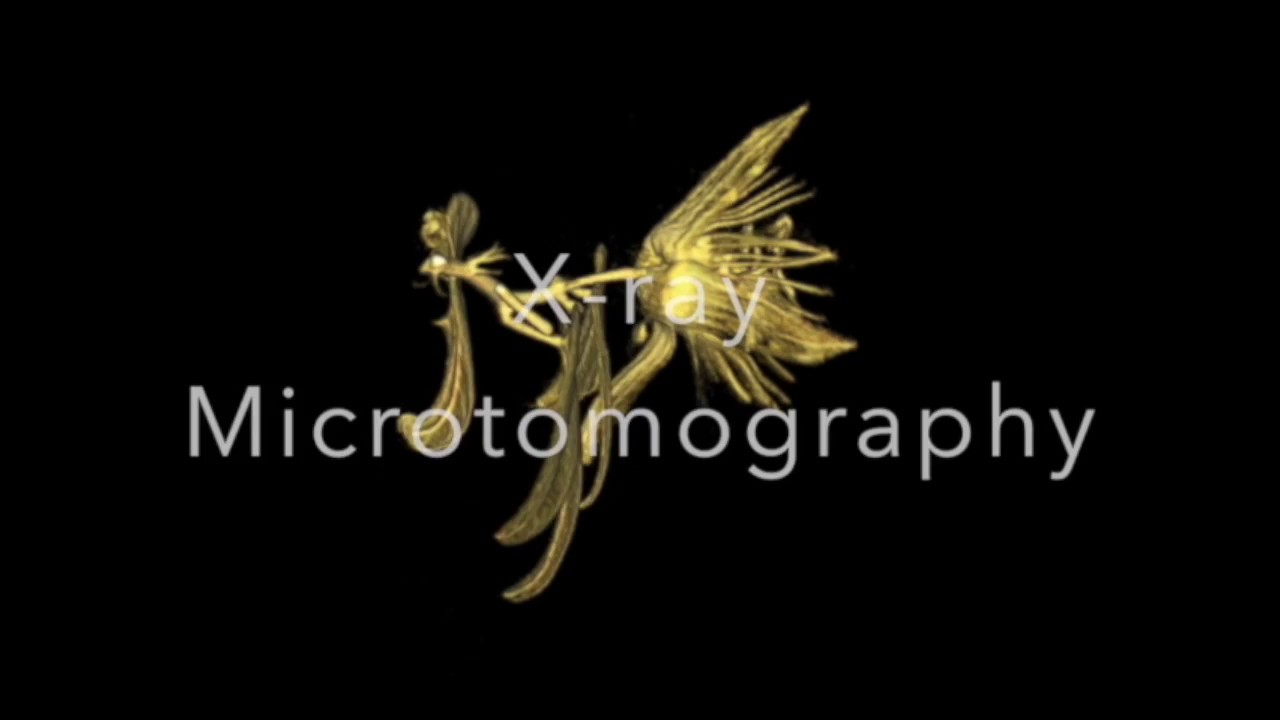 X-ray Microtomography of Passionflowers