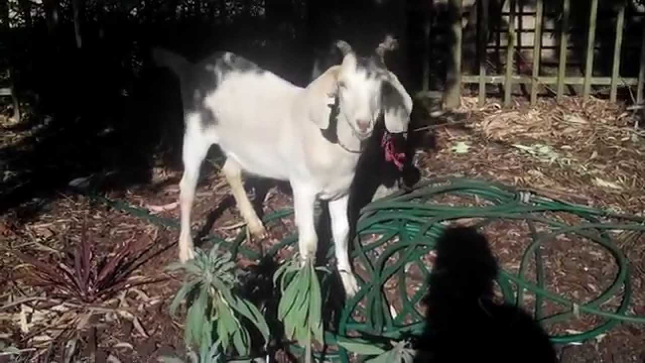 TWO GUYS, ONE GOAT - Gary The Goat, Jimbo & Bob Slayer
