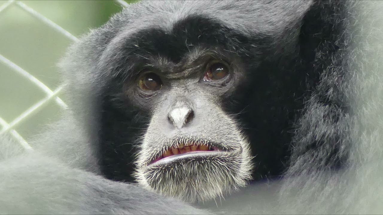 Thrigby Hall Wildlife Gardens -  2. Primates