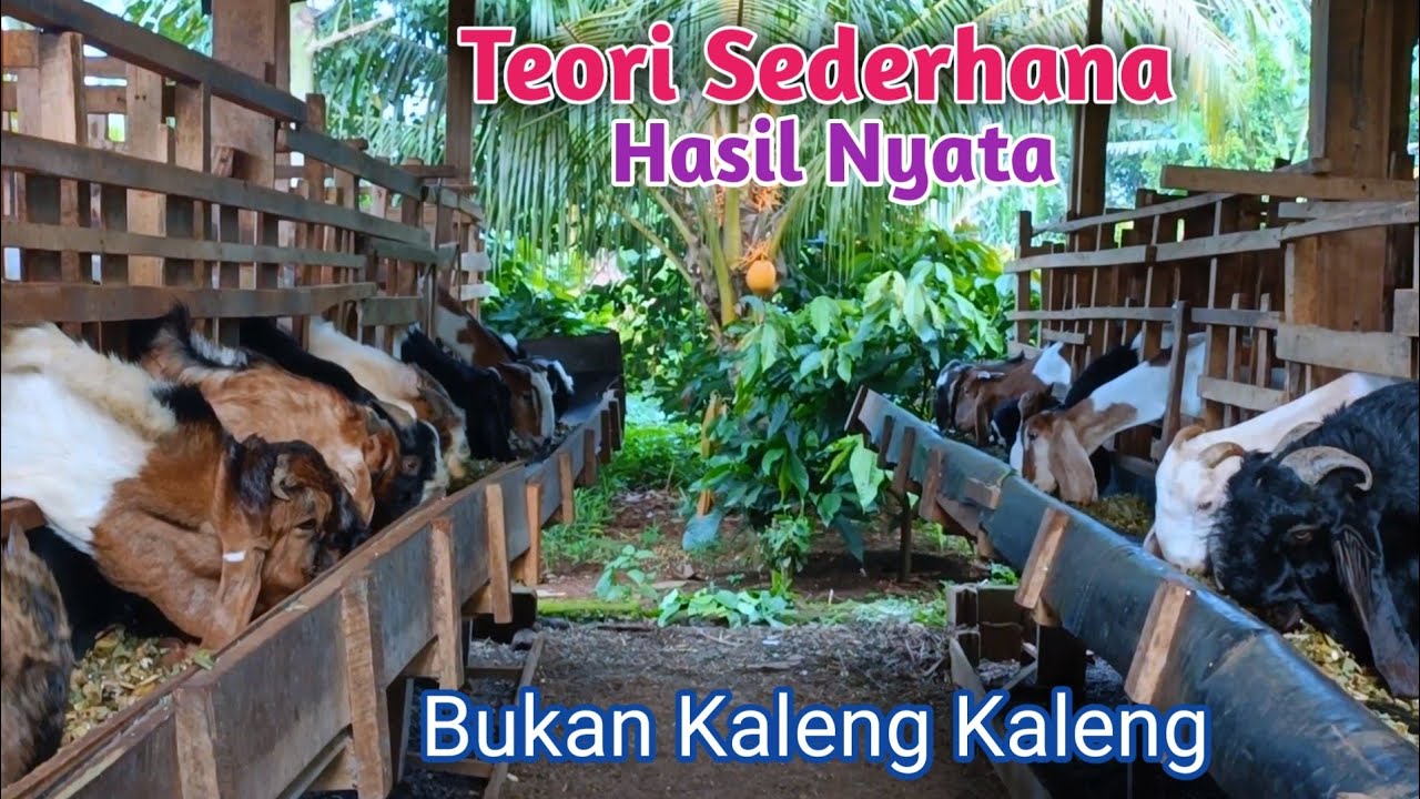 Cukup Lakukan ini‼️Kambing Jadi Gemuk Dan Halus