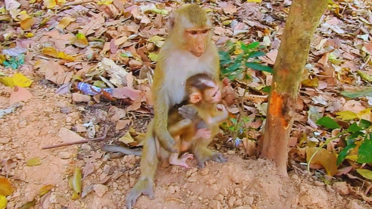 Monkey Rainbow is so good, she likes to play with baby monkey Lucan.