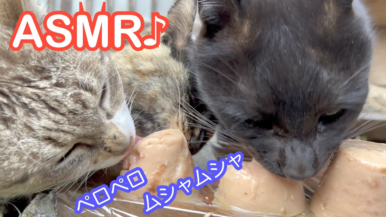 【ASMR】ちゅーるタワーがきたぞ！　Here comes the ”Churu” tower !
