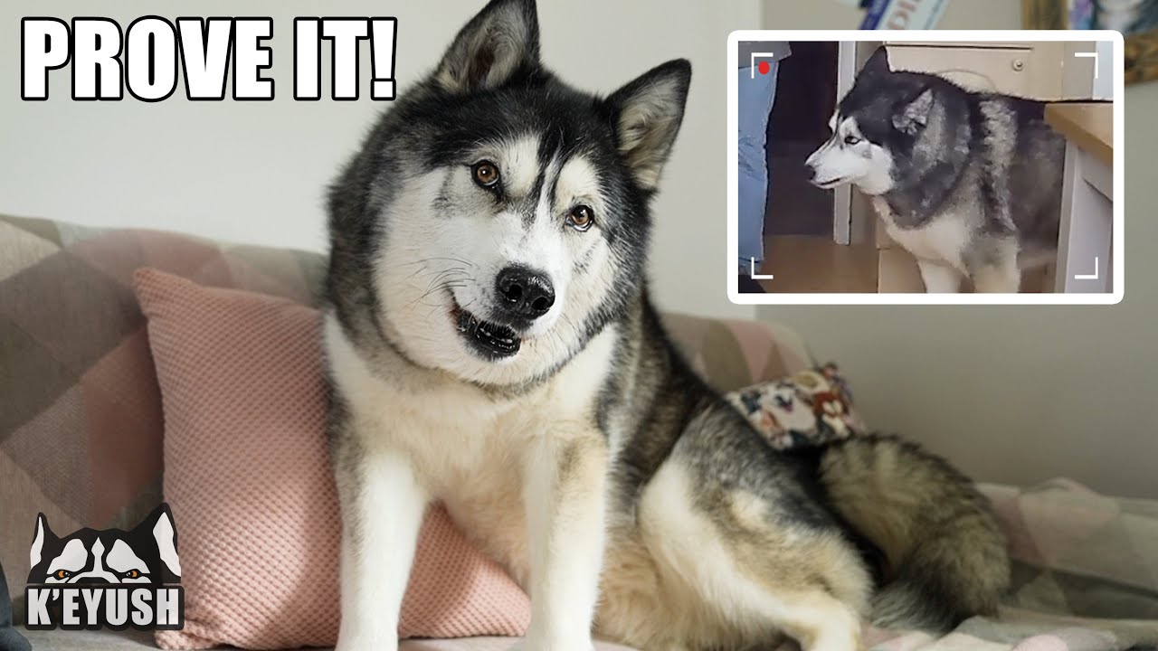Found My Husky EATING The BUTTER! He Denies it!
