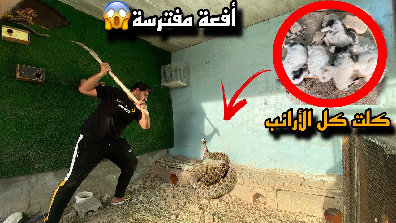 صراع من أجل البقاء “هجوم الأفعى على الأرانب:😱كلت طيور الحجي🥺
