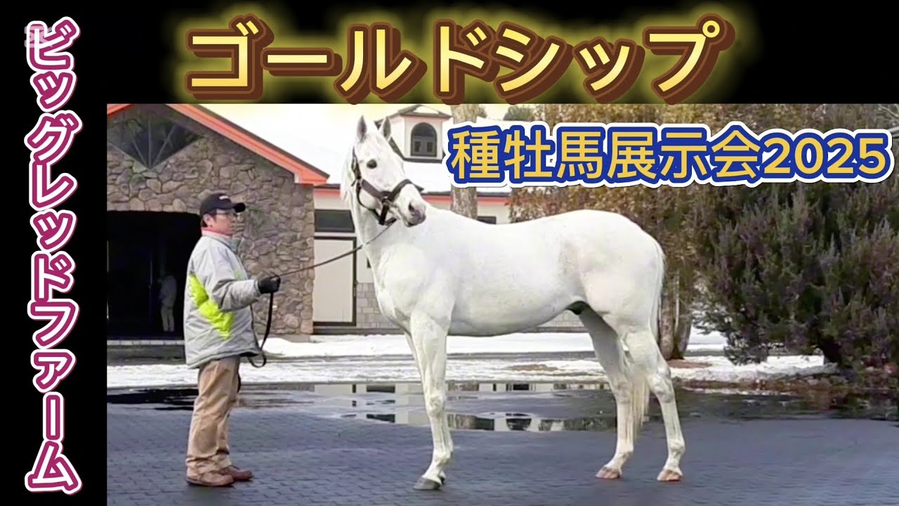 ゴールドシップ ビッグレッドファーム 種牡馬展示会2025