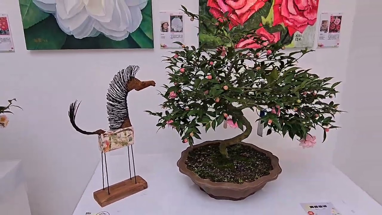 2026,1,24 陽明山花卉試驗中心茶花展（6）