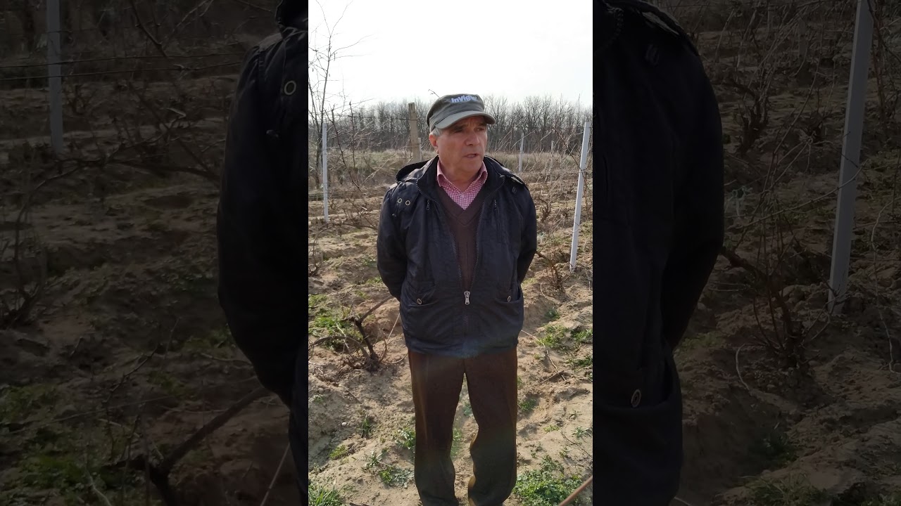 Taierea in uscat si legarea vitei de vie in conditiile solurilor nisipoase - partea a I-a, taierea