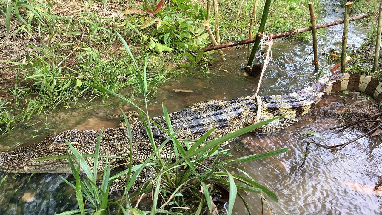 Creative Man Make Quick Crocodile Trap By Bamboo And Baby Duck Use As Bait For Catch Big Crocodile