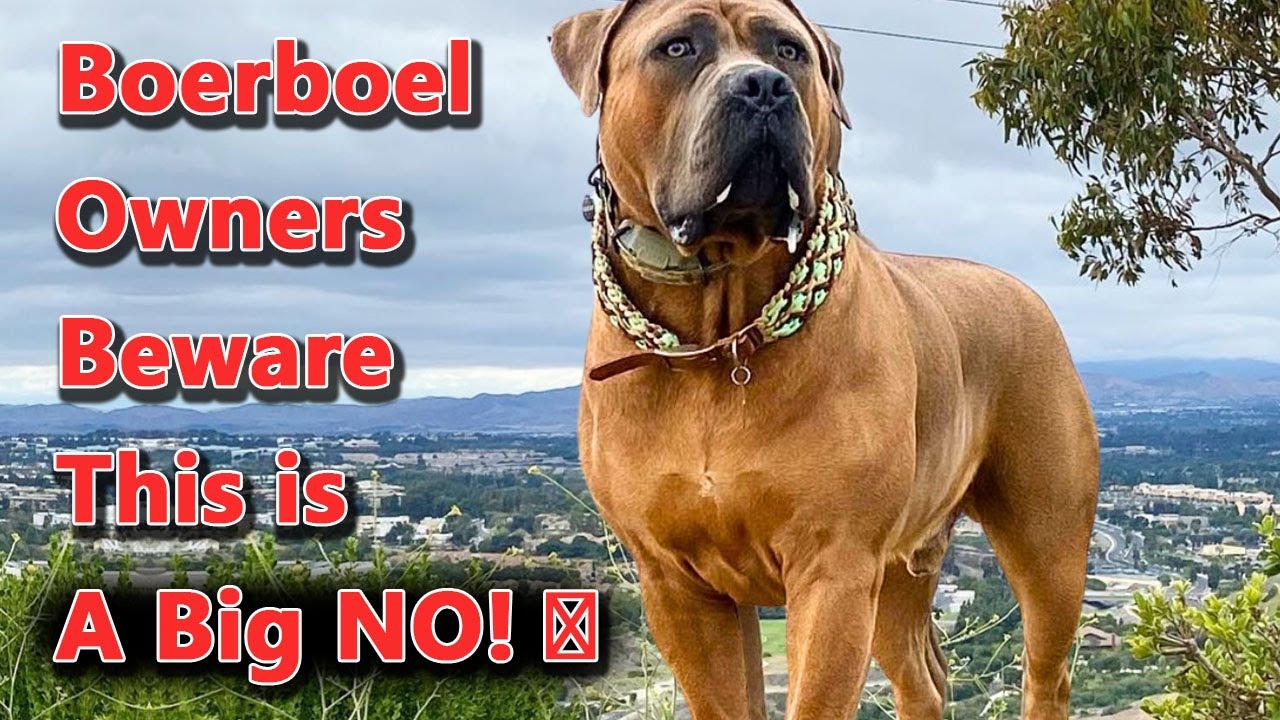 10 Things You Should Never ❌ Do With A Boerboel Dog❗