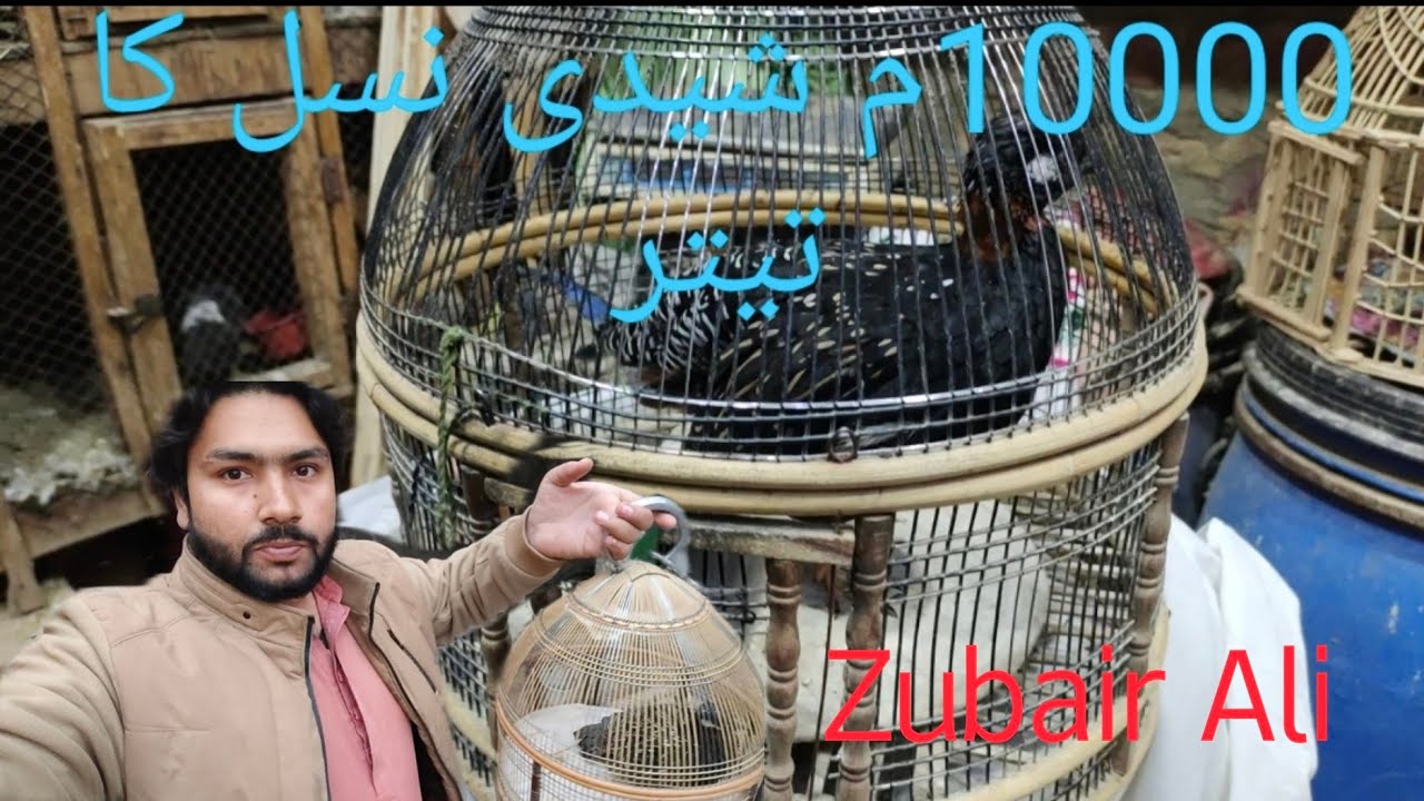 Kala Tetar Sheedi Nasal Ka | Black Francolin Sheedi Nasal. By Zubair Ali Vlog