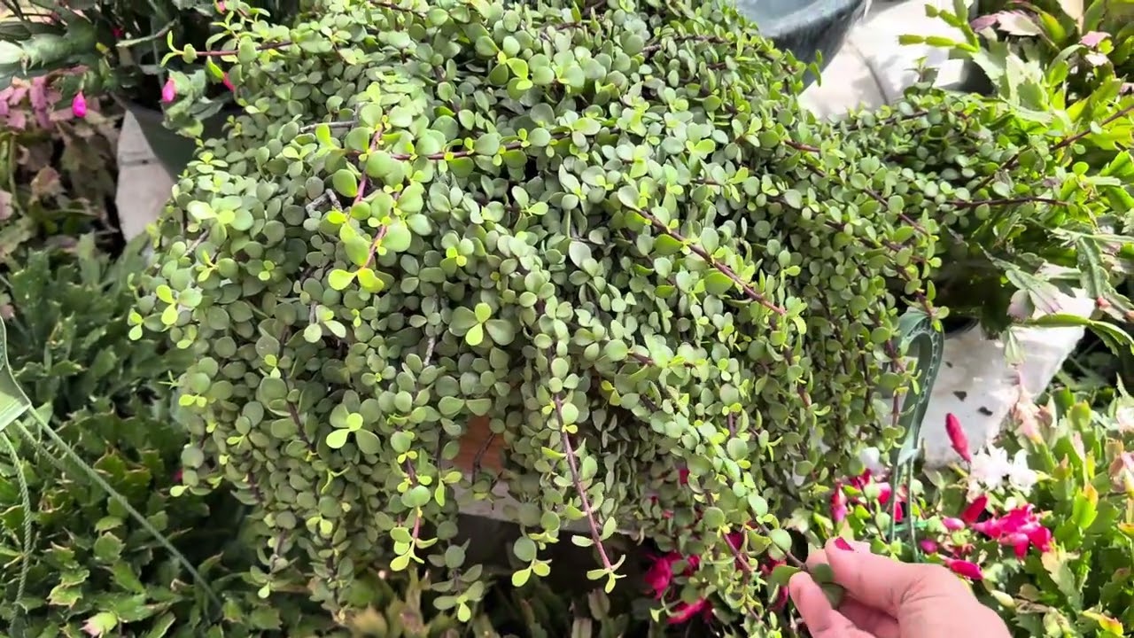Great for indoors! Portulacaria afra &ldquo;Cascading Elephant Bush&rdquo;  💚🌿