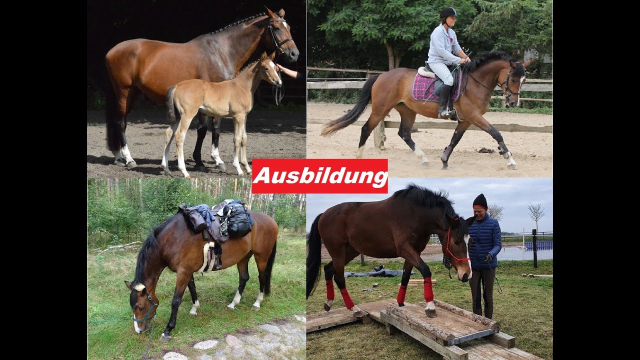 Wanderreiten - Ausbildung zum Wanderreitpferd | Auri wird Wanderreitpferd