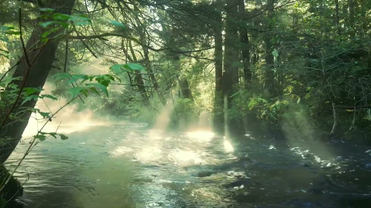 5 Hours Peaceful Forest River Morning Nature Sounds for Relaxation Sleep & Study