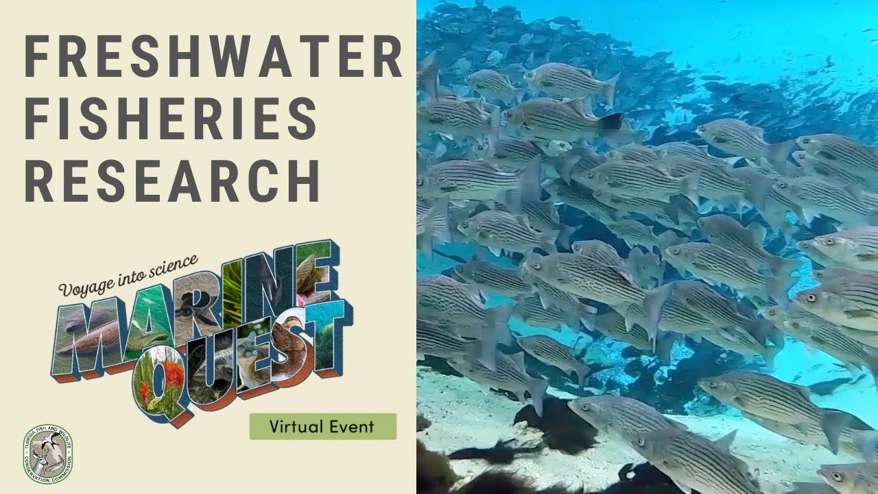 Marine Quest 2020: Freshwater Fisheries Research