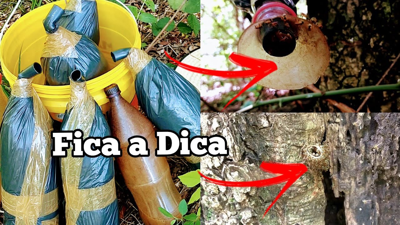 ARMANDO E REVISANDO AS ISCAS PET PRA CAPTURA DE ABELHAS SEM FERRÃO....